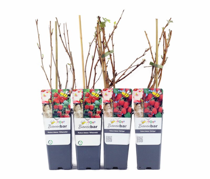 Tchibo - Himbeeren - rot