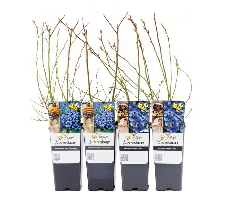 Tchibo - Blaubeeren - lila