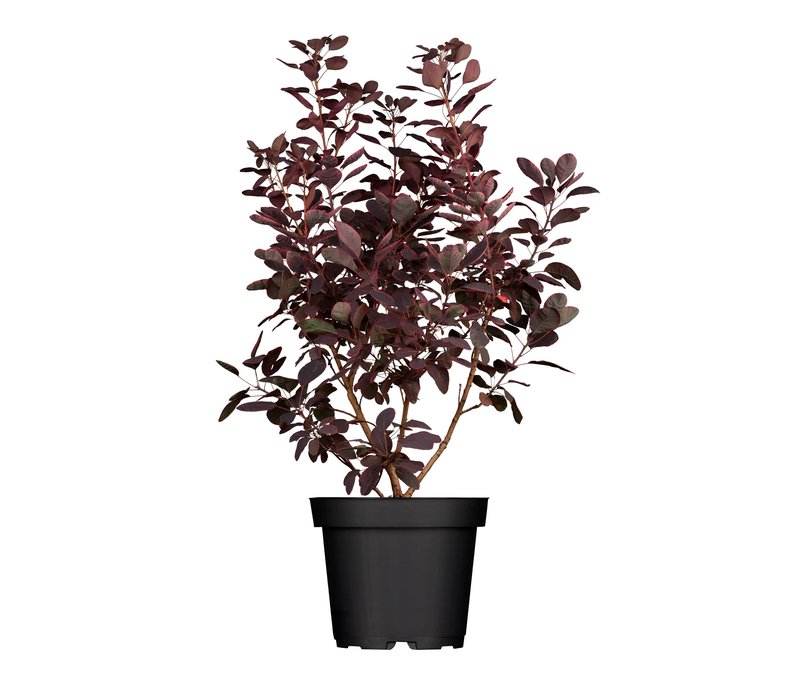 Tchibo - Roter Perückenstrauch - gelb