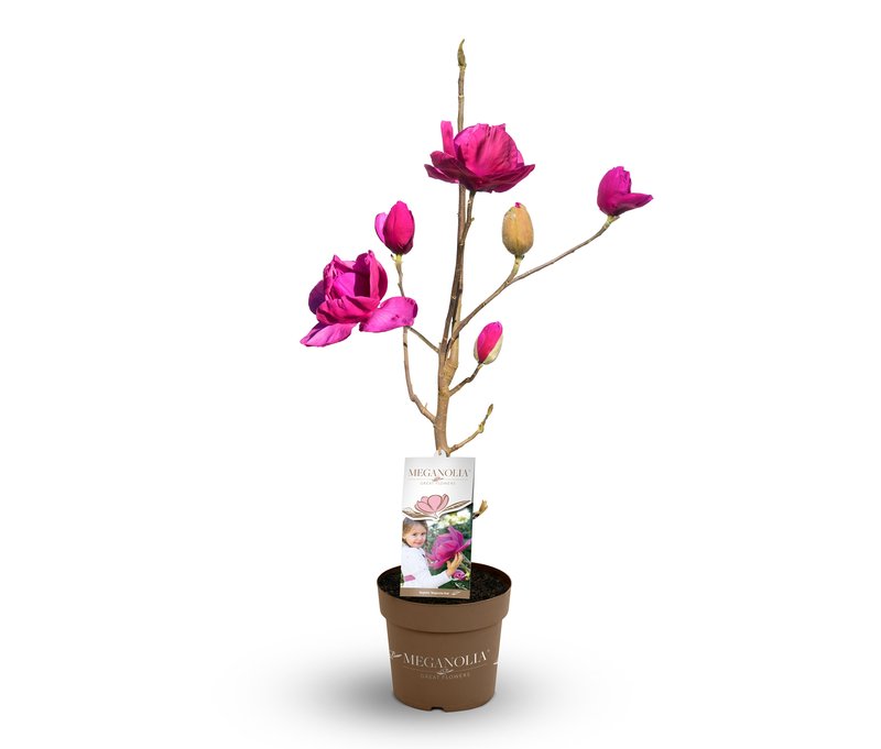 Tchibo - Magnolie »Longblomma« - rosa