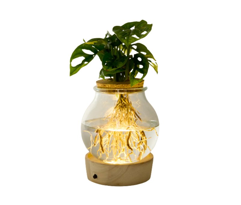 Tchibo - Wasserpflanze im Glas mit LED »Monstera« - grün