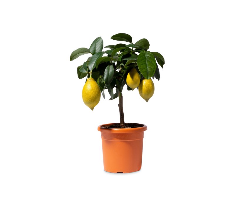 Tchibo - Zitronenbaum - gelb