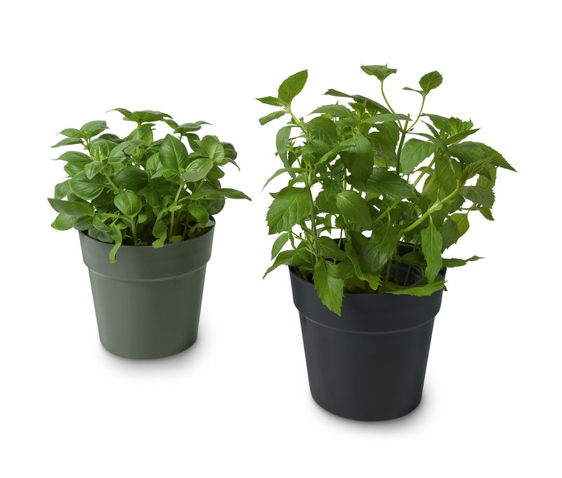 Tchibo - 2 Kräuter-Übertöpfe - olivgrün