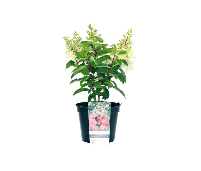 Tchibo - Rispenhortensie »Pinky Winky« - weiß