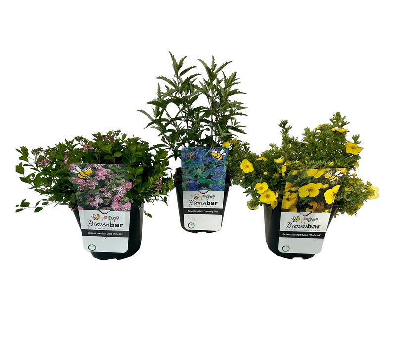 Tchibo - Bienengarten - blau