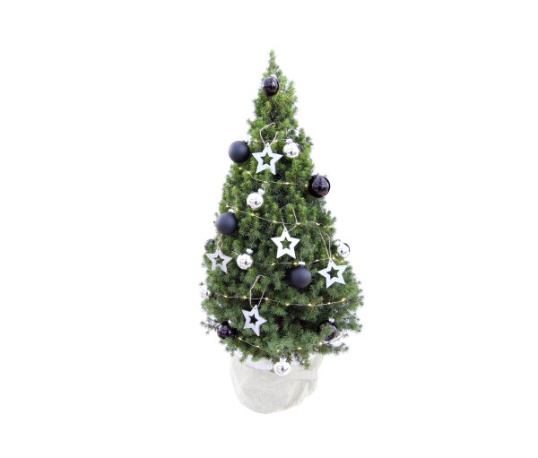 Tchibo - Echtes Weihnachtsbäumchen mit Dekoration - silber