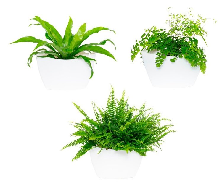 Tchibo - 3 Wand-Pflanztöpfe - weiß