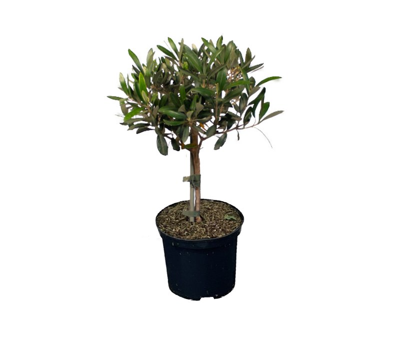 Tchibo - Olivenbaum - grün