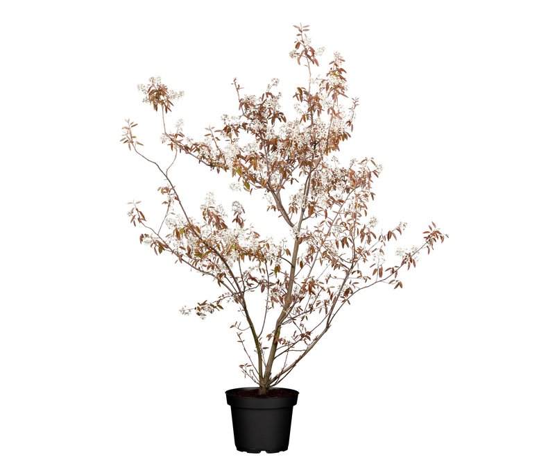 Tchibo - Kupfer Felsenbirne - dunkelgrün