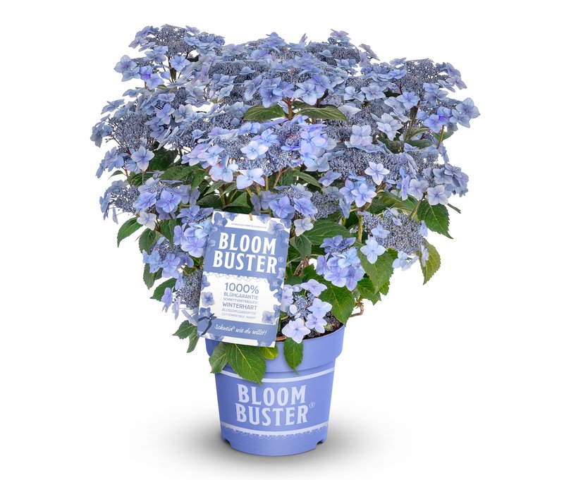 Tchibo - Rispenhortensie »Bloombuster blau« - blau