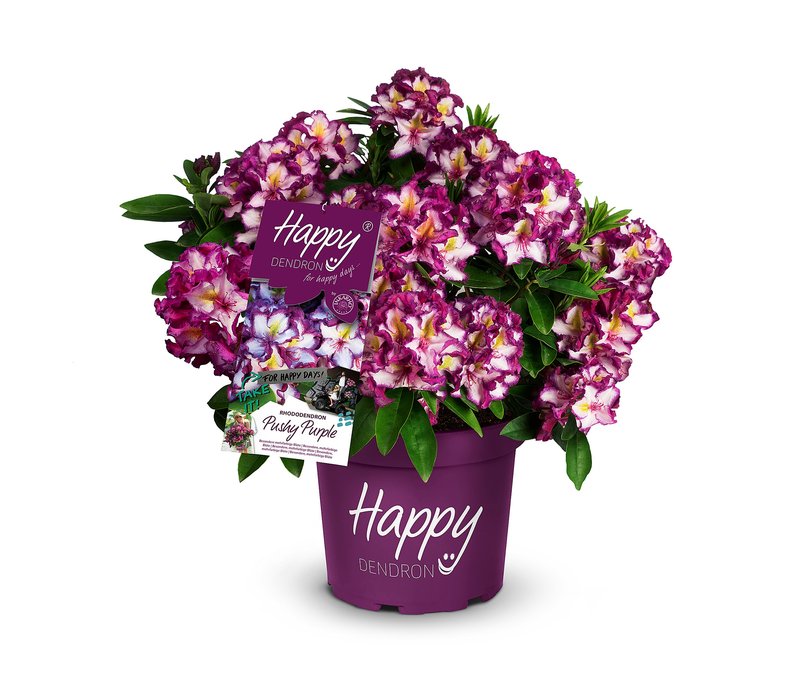 Tchibo - Rhododendron Hybride »Happy Dendron« Pushy Purple - weiß