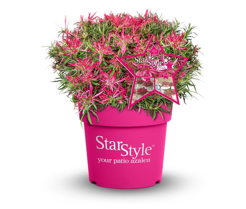 Tchibo - Rhododendron »Star Style« - pink