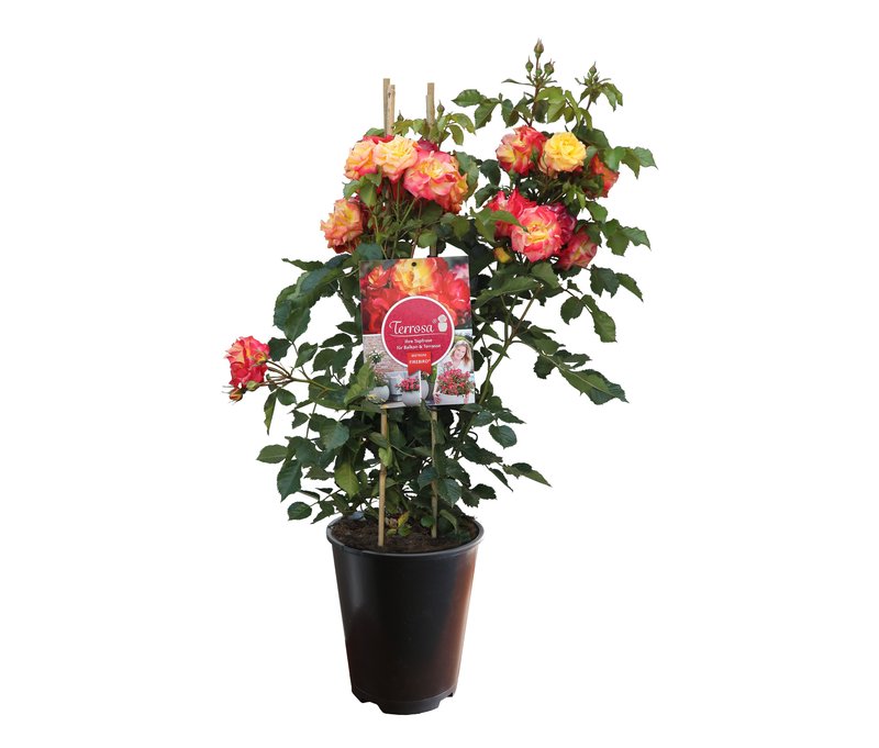 Tchibo - Rose »Firebird« - orange