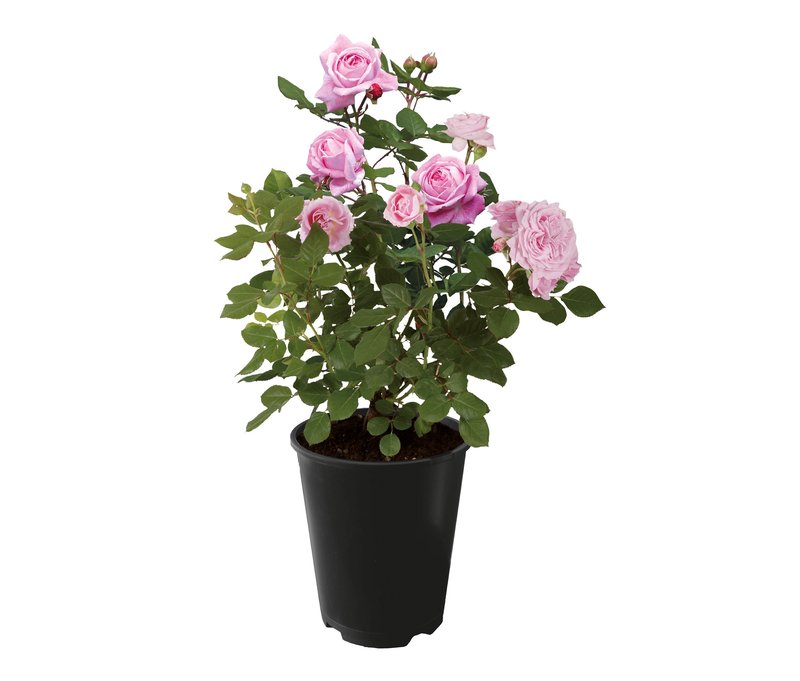Tchibo - Rose »Gräfin Marie Henriette« - rosa