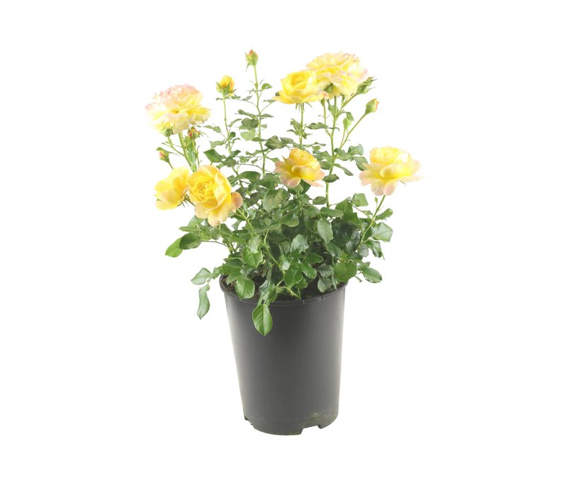 Tchibo - Rose der Hoffnung - gelb