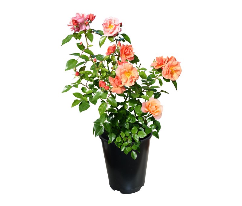 Tchibo - Rose »Schöne vom See« - apricot