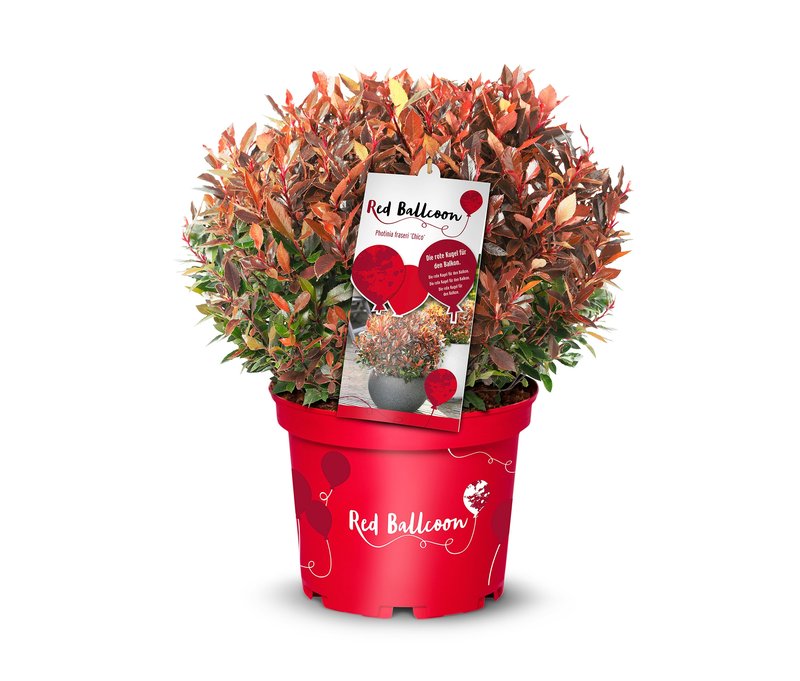 Tchibo - Photinia faseri »Red Ballcon« - dunkelgrün