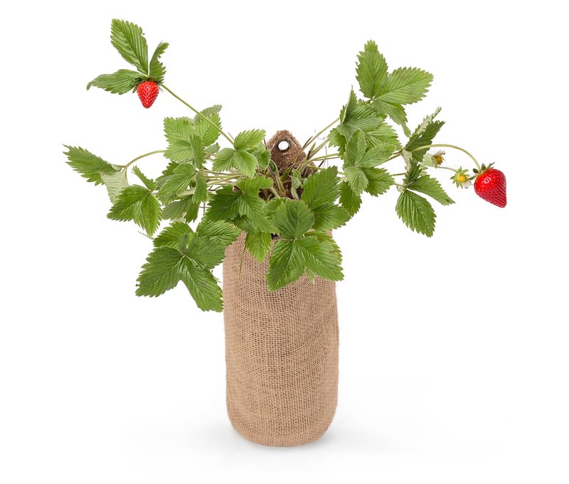 Tchibo - Hängender Erdbeer-Garten - mehrfarbig