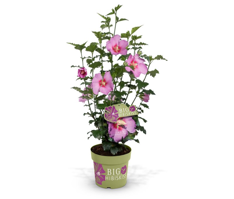 Tchibo - Hibiskusstrauch - rosa