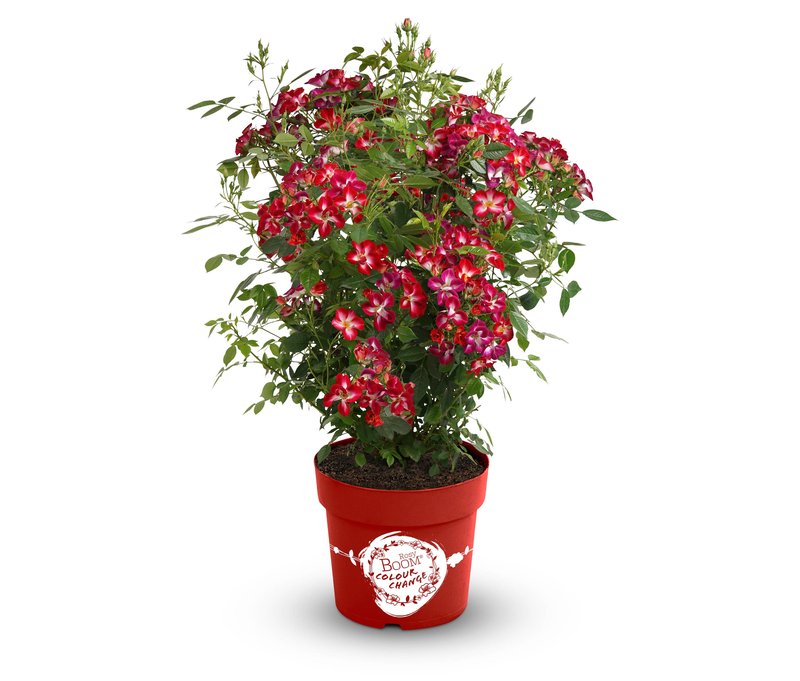 Tchibo - Rose »Rosy Boom Colour Change« - weiß