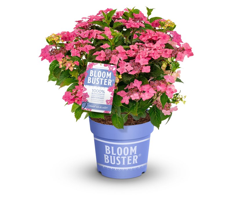 Tchibo - Rispenhortensie »Bloombuster pink« - pink