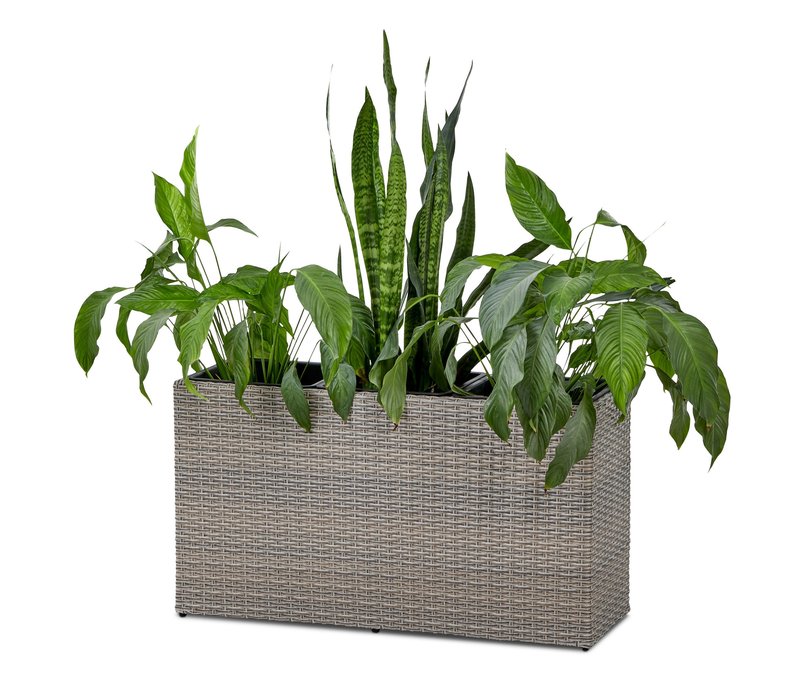 Tchibo - Blumenkasten »Thore« - 94x32,5x50cm - beige -